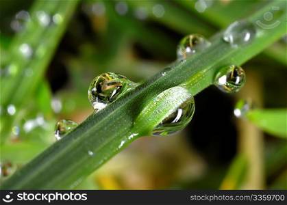 Grass with dew