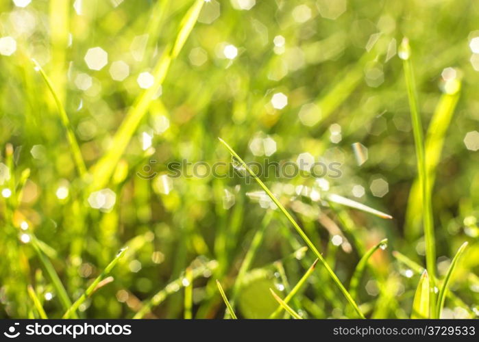 grass with dew drops