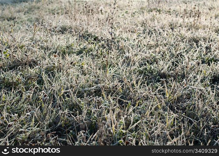 Grass with frost in winter. Meadow with rrost