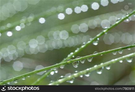 Grass with rain drops. Watering lawn. Rain. Blurred Grass Background With Water Drops closeup. Environment concept.. Grass with rain drops. Watering lawn. Rain. Blurred Grass Background With Water Drops closeup. Nature. Environment concept.