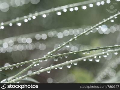 Grass with rain drops. Watering lawn. Rain. Blurred Grass Background With Water Drops closeup. Environment concept.. Grass with rain drops. Watering lawn. Rain. Blurred Grass Background With Water Drops closeup. Nature. Environment concept.
