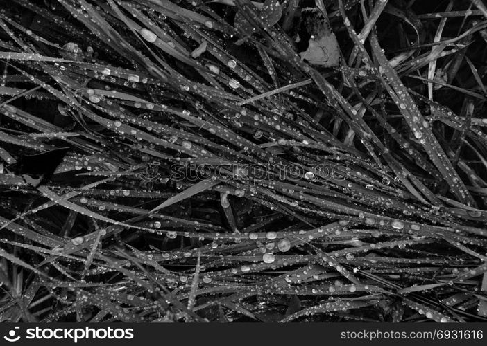 Grass with raindrops after the rain. Black and white.