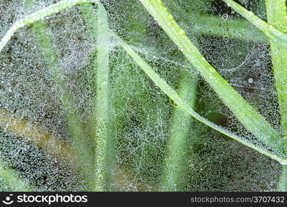 grass with raindrops behind spider web