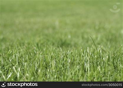 Grass with shallow depth of field