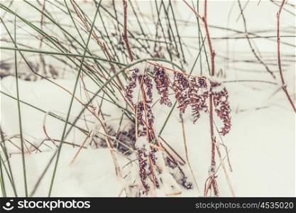 Grass with snow at wintertime in january