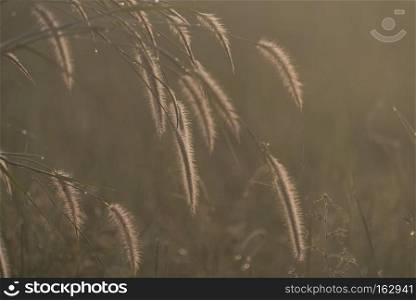 grass with sunset, image filter vintage