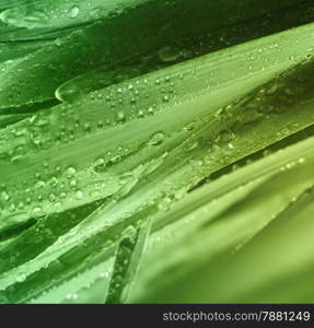 Grass with water drops background.