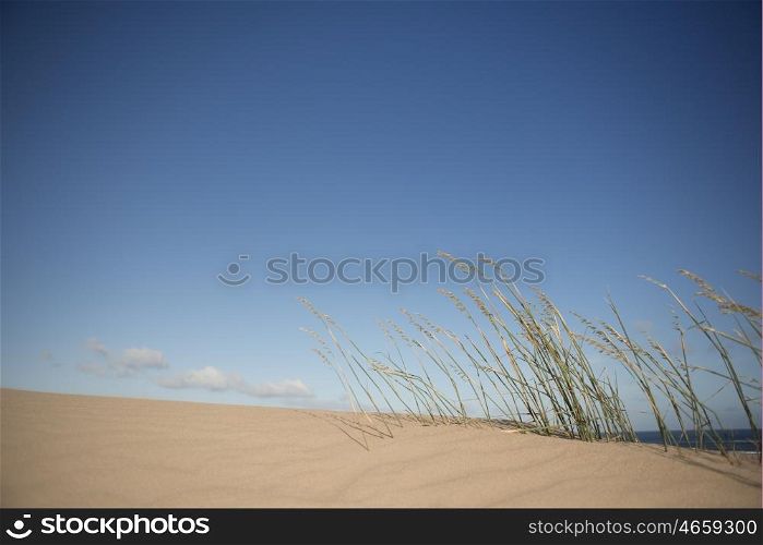 Grasses blowing in the wind on top of a sand dune near the ocean.