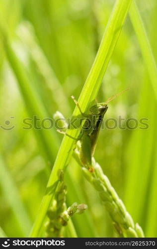 Grasshopper