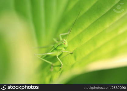 Grasshopper