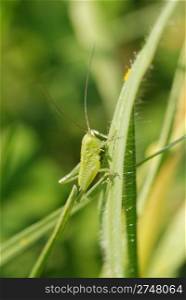Grasshopper. A green insect located on a high grass