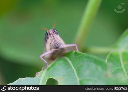 grasshopper in nature, macro