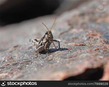grasshopper in the forest. grasshopper