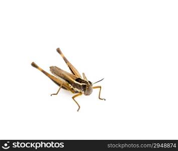 Grasshopper insect isolated on a white background