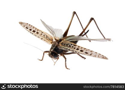 Grasshopper, Locusts on the white background. (Tettigonioidea), (Schistocerca gregaria), (Acrididae). (isolated)