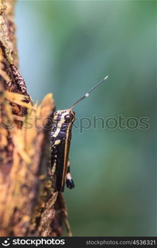 grasshopper macro on tree in nature