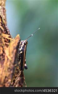 grasshopper macro on tree in nature