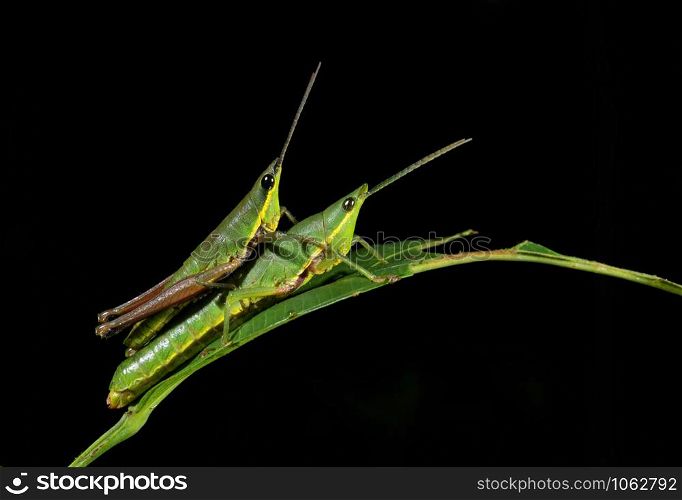 Grasshopper mating, Goa, india