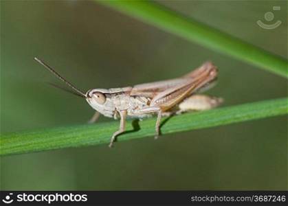 Grasshopper on a reed