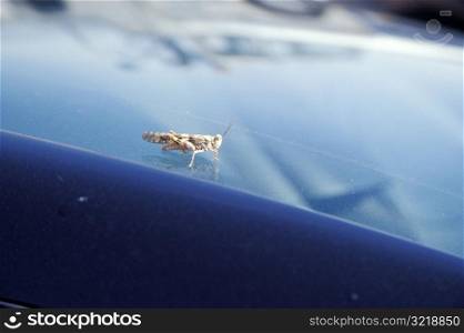 Grasshopper on Car Hood