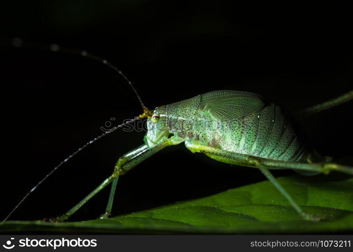 Grasshopper on leaf