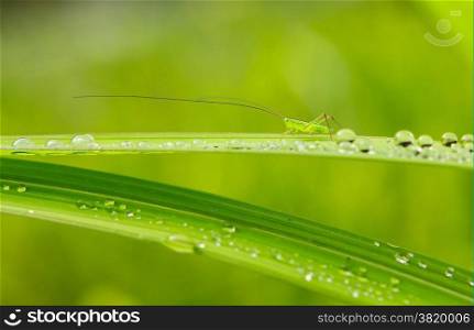grasshopper on leaf with dew