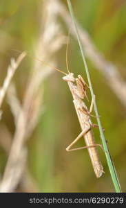 Grasshopper On Plant in summer time