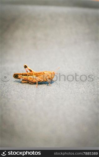 grasshopper on sofa. Macro image of a grasshopper.