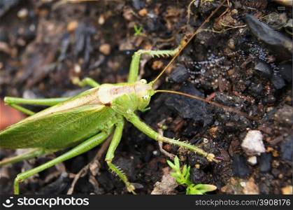 grasshopper on the ground