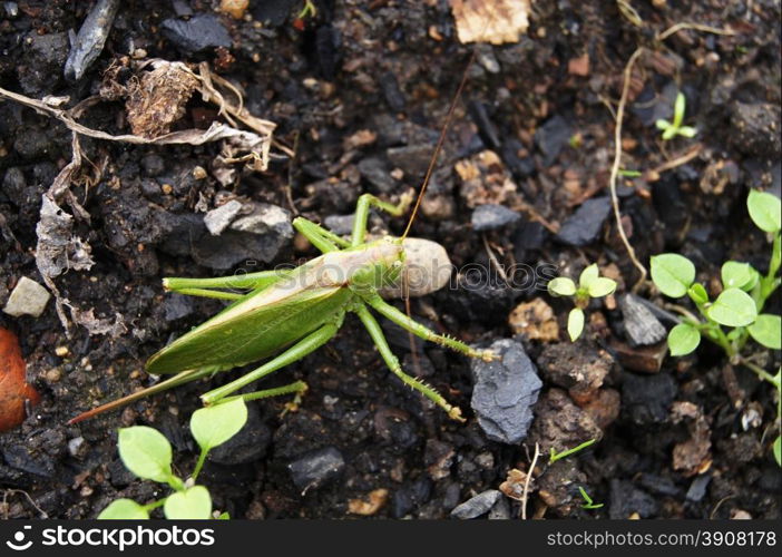 grasshopper on the ground