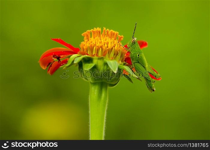 Grasshopper on the orange flowers.