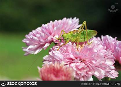 grasshopper on the pink flower