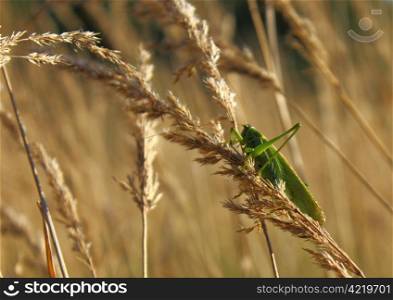 Grasshopper on wheat