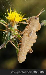 Grasshopper on Yellow prickly flower in Israel