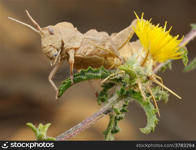 Grasshopper on Yellow prickly flower in Israel
