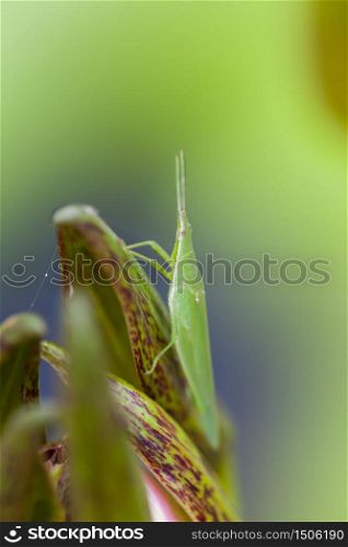Grasshopper perched on a lotus flower, Thailand