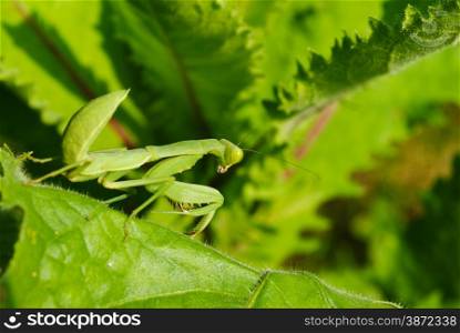 Grasshopper perching on a leaf
