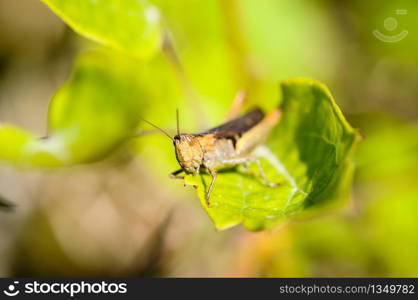 Grasshopper sitting on a leaf, Green background. Selective focus.. Grasshopper sitting on a leaf, Green background.