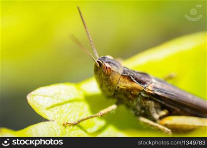 Grasshopper sitting on a leaf, Green background. Selective focus.. Grasshopper sitting on a leaf, Green background.