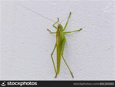 Grasshopper sitting on a white macro wall.. Grasshopper sitting on a white macro wall