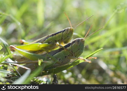 Grasshoppers