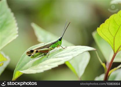Grasshoppers are on leaves in nature