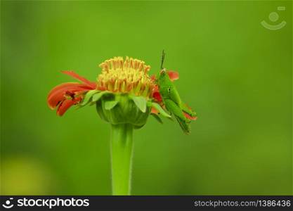 Grasshoppers on orange flowers