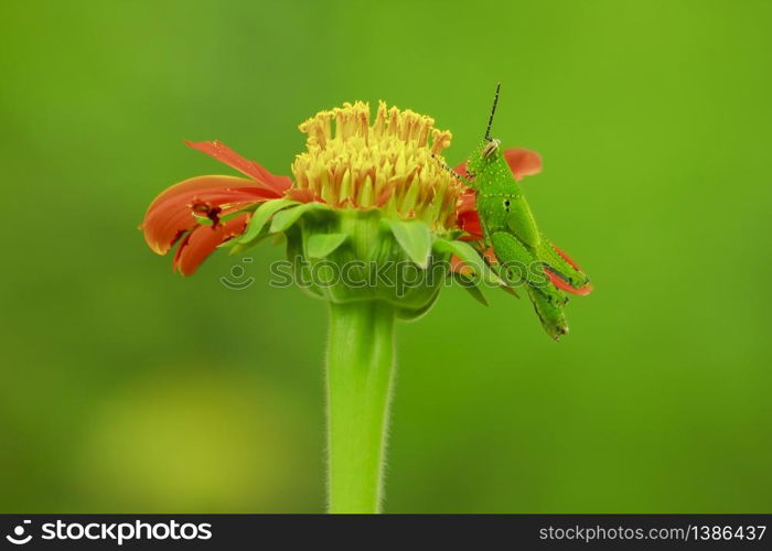 Grasshoppers on orange flowers