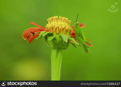 Grasshoppers on orange flowers