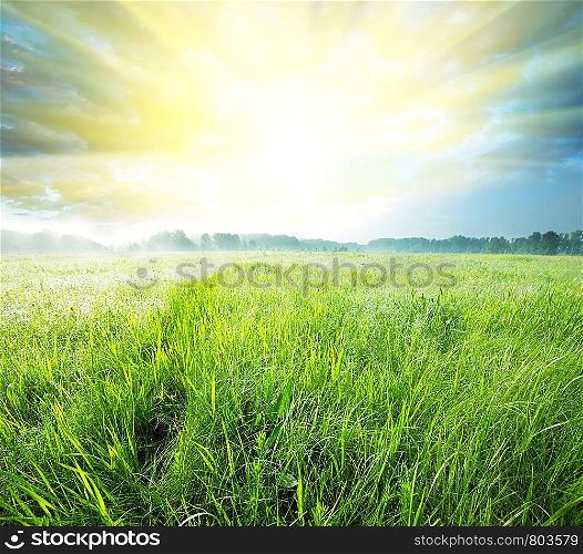 grassland