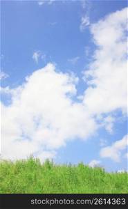 Grassland and Blue sky