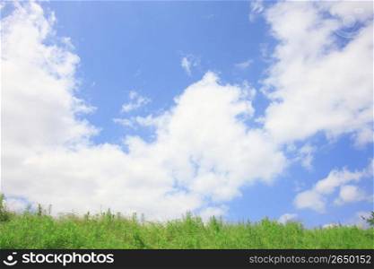 Grassland and Blue sky
