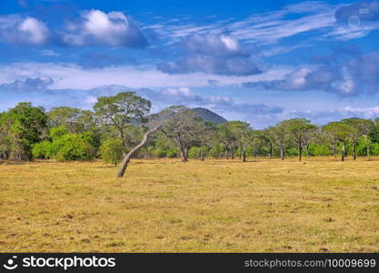 Grassland and Forest Landscape, Minneriya National Park, Sri Lanka, Asia