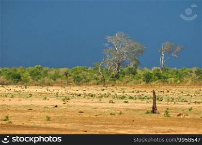 Grassland and Forest Lanscape, Udawalawe National Park, Sri Lanka, Asia